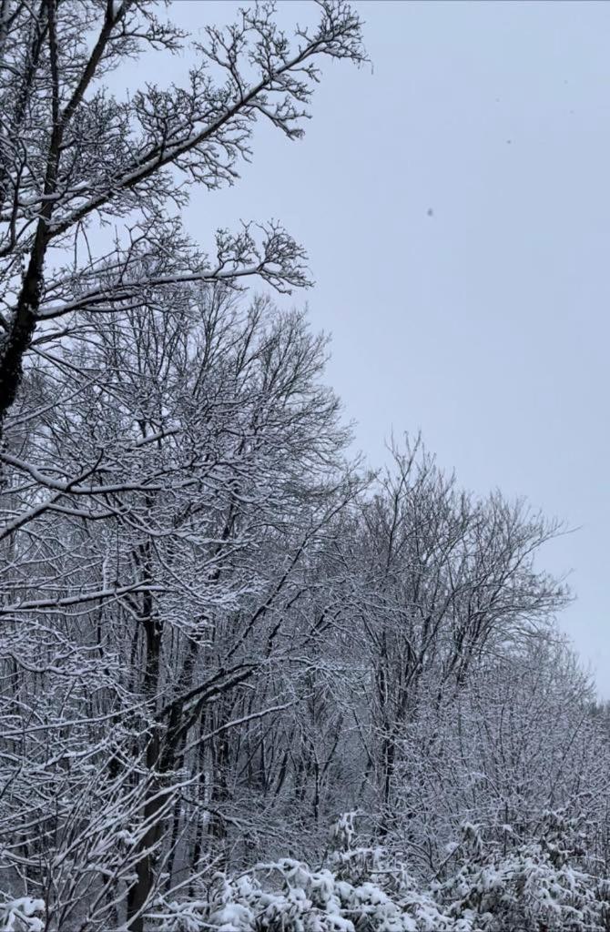 La Canopee Des Arbres, Juliette Ellezelles Exterior foto
