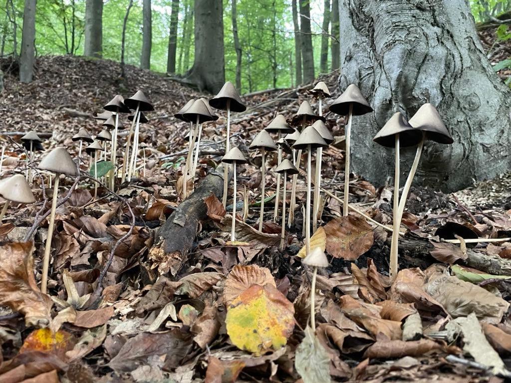 La Canopee Des Arbres, Juliette Ellezelles Exterior foto